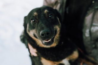 Red - cudowny, zwykły pies o niezwykłym sercu