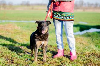 Red - cudowny, zwykły pies o niezwykłym sercu