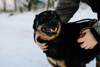 Red - cudowny, zwykły pies o niezwykłym sercu