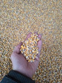 Kukurydza sucha 2025