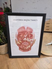 Plakat anatomia twarzy + ramka
