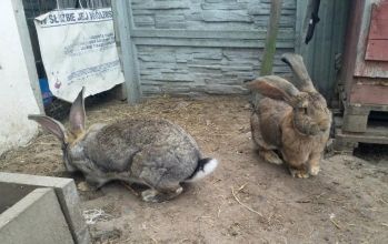 Króliki Olbrzymy Belgijskie-Turek