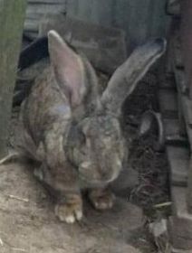 Króliki Olbrzymy Belgijskie-Turek