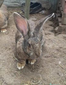 Króliki Olbrzymy Belgijskie-Turek