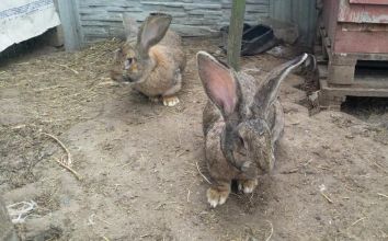 Króliki Olbrzymy Belgijskie-Turek