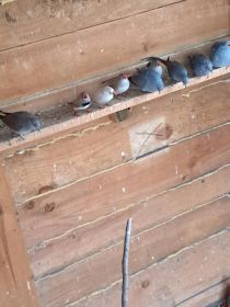 Gołąbki Diamentowe