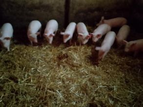 Sprzedam Prosięta