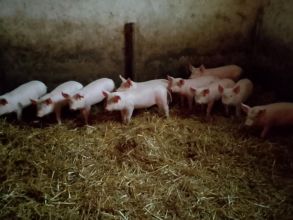 Sprzedam Prosięta