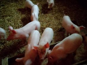 Sprzedam Prosięta