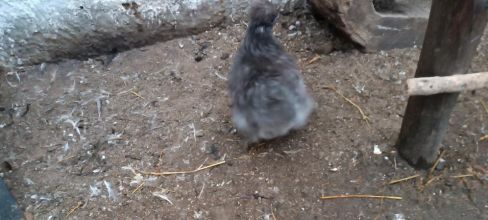 Kury jedwabiste (silki)