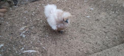 Kury jedwabiste (silki)