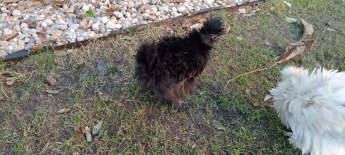 Kury jedwabiste (silki)