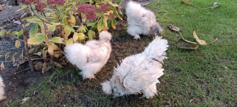 Kury jedwabiste (silki)