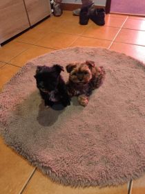 Mieszanka sithu i york