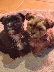 Mieszanka sithu i york