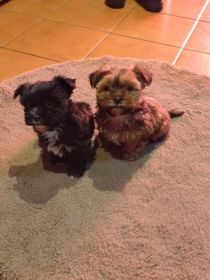 Mieszanka sithu i york