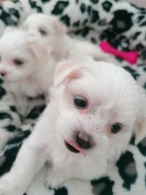 Maltańczyki miniaturki