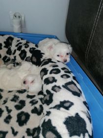 Maltańczyki miniaturki 3 pieski szukają nowego domku...