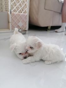 Maltańczyki miniaturki 3 pieski szukają nowego domku...