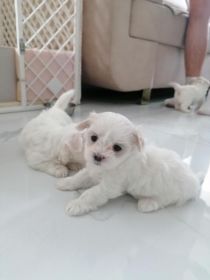 Maltańczyki miniaturki 3 pieski szukają nowego domku...