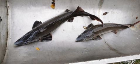 żywe ryby; jesiotr, sum, szczupak, pstrag.