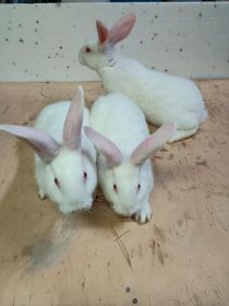 Króliki Termondzkie