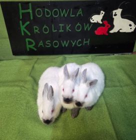 Kroliki