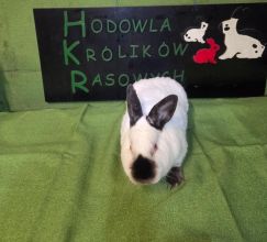 Kalifornijski czarny