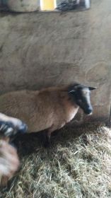 Sprzedam owcę mieszanej dorrper roczna