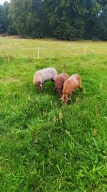 Sprzedam owcę mieszanej dorrper roczna