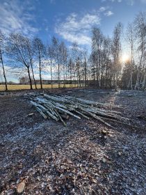 Drzewo opałowe liściaste