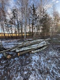 Drzewo opałowe liściaste