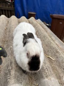 Sprzedam samicę kalifornijską zakocona