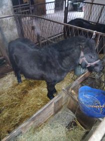 Sprzedam konika kucyka