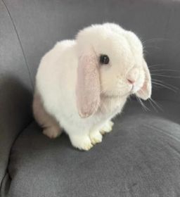 Mini Lop/Królik miniaturka