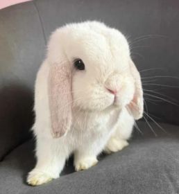Mini Lop/Królik miniaturka