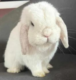 Mini Lop/Królik miniaturka