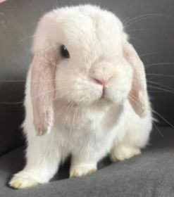 Mini Lop/Królik miniaturka