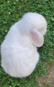 Mini Lop/Królik miniaturka