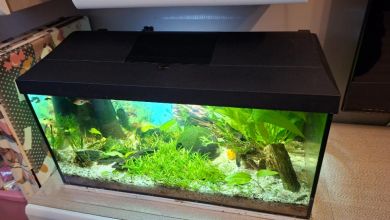 Akwarium 50 l wraz z życiem i wyposażeniem