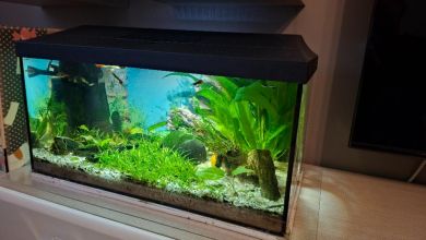 Akwarium 50 l wraz z życiem i wyposażeniem