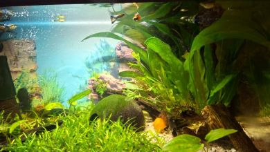 Akwarium 50 l wraz z życiem i wyposażeniem