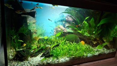 Akwarium 50 l wraz z życiem i wyposażeniem