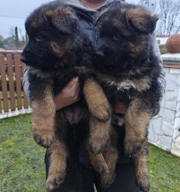 Owczarki niemieckie szczeniaki