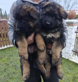 Owczarki niemieckie szczeniaki