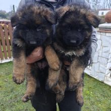 Owczarki niemieckie szczeniaki