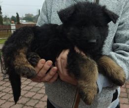 Owczarki niemieckie szczeniaki