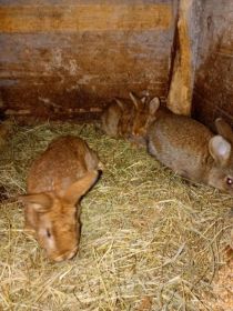 Witam sprzedam mlode kroliki 3 samiczki