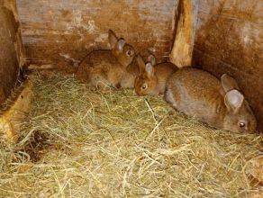 Witam sprzedam mlode kroliki 3 samiczki