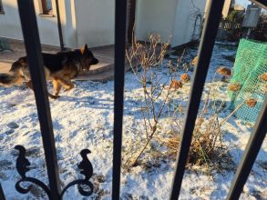 Szczeniaki owczarka niemieckiego szukają domu